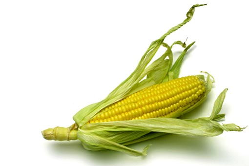 Que penser des OGM ?