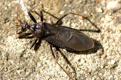 Maladie de Chagas (trypanosomose américaine)