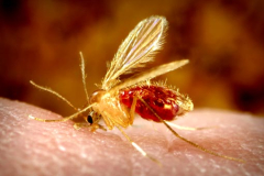 Leishmaniose