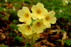 Primevère officinale