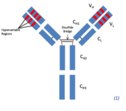 Anticorps Monoclonaux et Rein