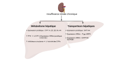 Hépatologie et insuffisance rénale