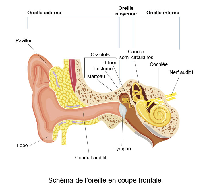 schéma de l'oreille interne