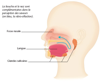 La bouche et les fosses nasales