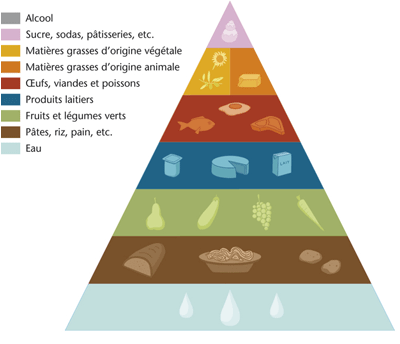 Pyramide alimentaire de l'enfant