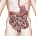 schéma estomac et intestins