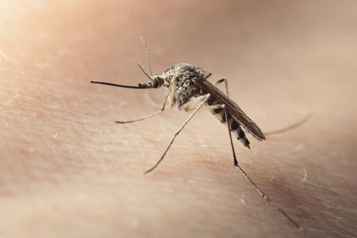 Se protéger des maladies transmises par les moustiques