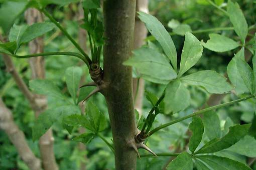 Phytoth rapie Les Plantes De A Z VIDAL