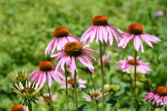 Phytothérapie : Échinacées