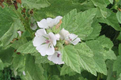 Phytothérapie : Guimauve