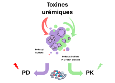 Impact des Toxines Urémiques sur la PK/PD des médicaments